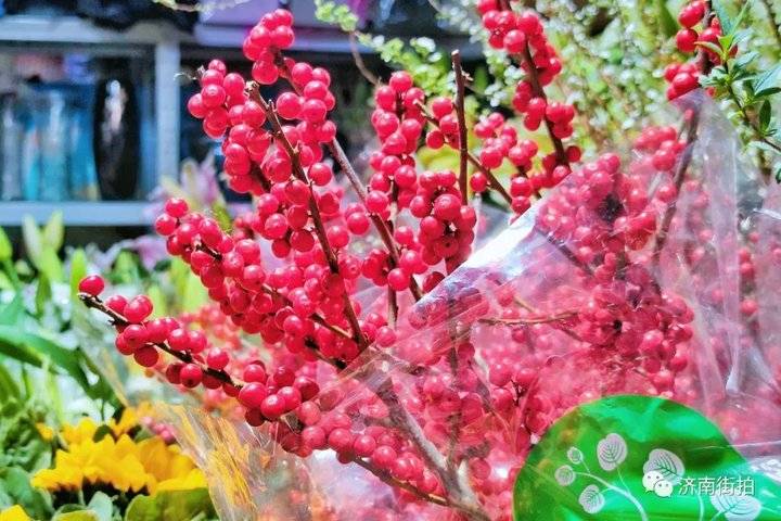 济南花卉市场哪个最大最出名,开放的济南花卉市场有哪些