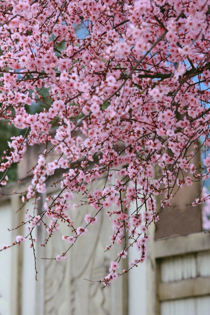杭州赏梅花的最佳景点在哪里,杭州西湖孤山梅花初绽引游人