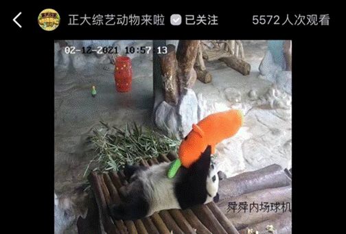 动物们已就位,央视频邀你一起“云”逛动物园