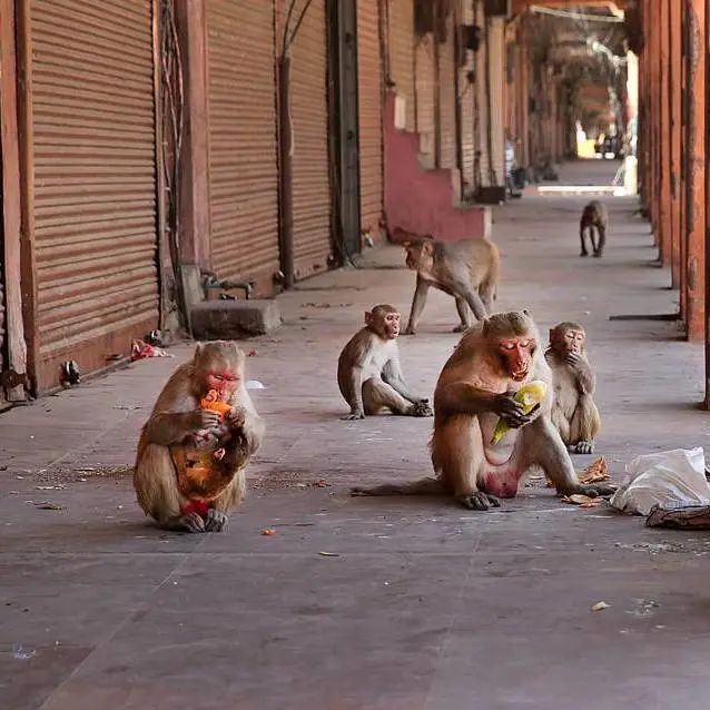 好莱坞拍了隔离期间的《史密斯夫妇》,他们盯上了全球顶奢百货里价值2700万的钻石