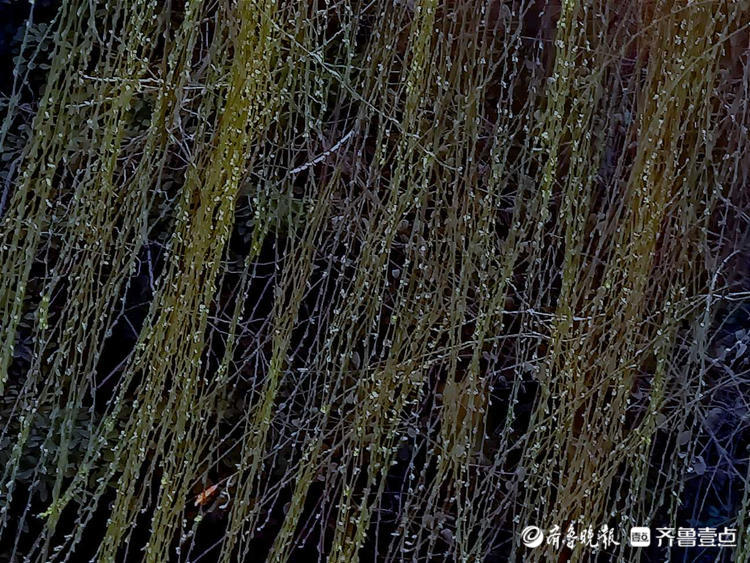 情报站｜暖风吹得游人醉，济南大明湖畔杨柳吐翠春色怡人