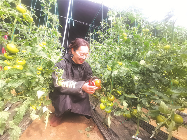 菜篮子小镇,菜篮子春天