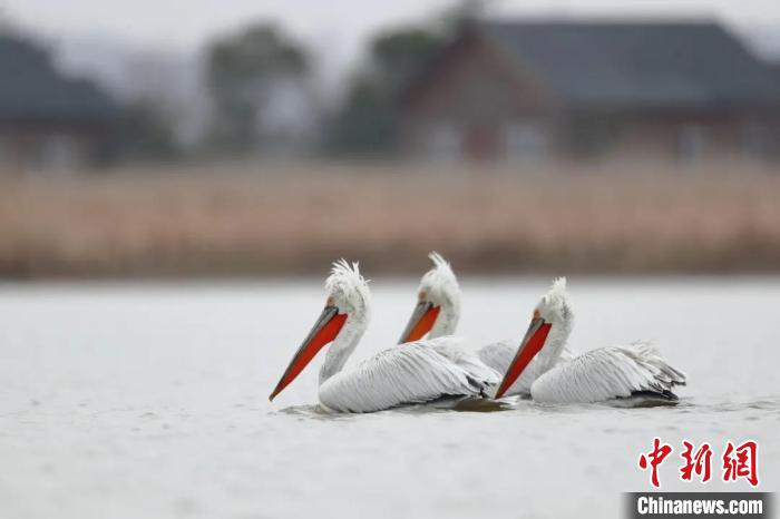 巢湖边首次发现罕见鸟类卷羽鹈鹕,四川首次发现近危物种卷羽鹈鹕