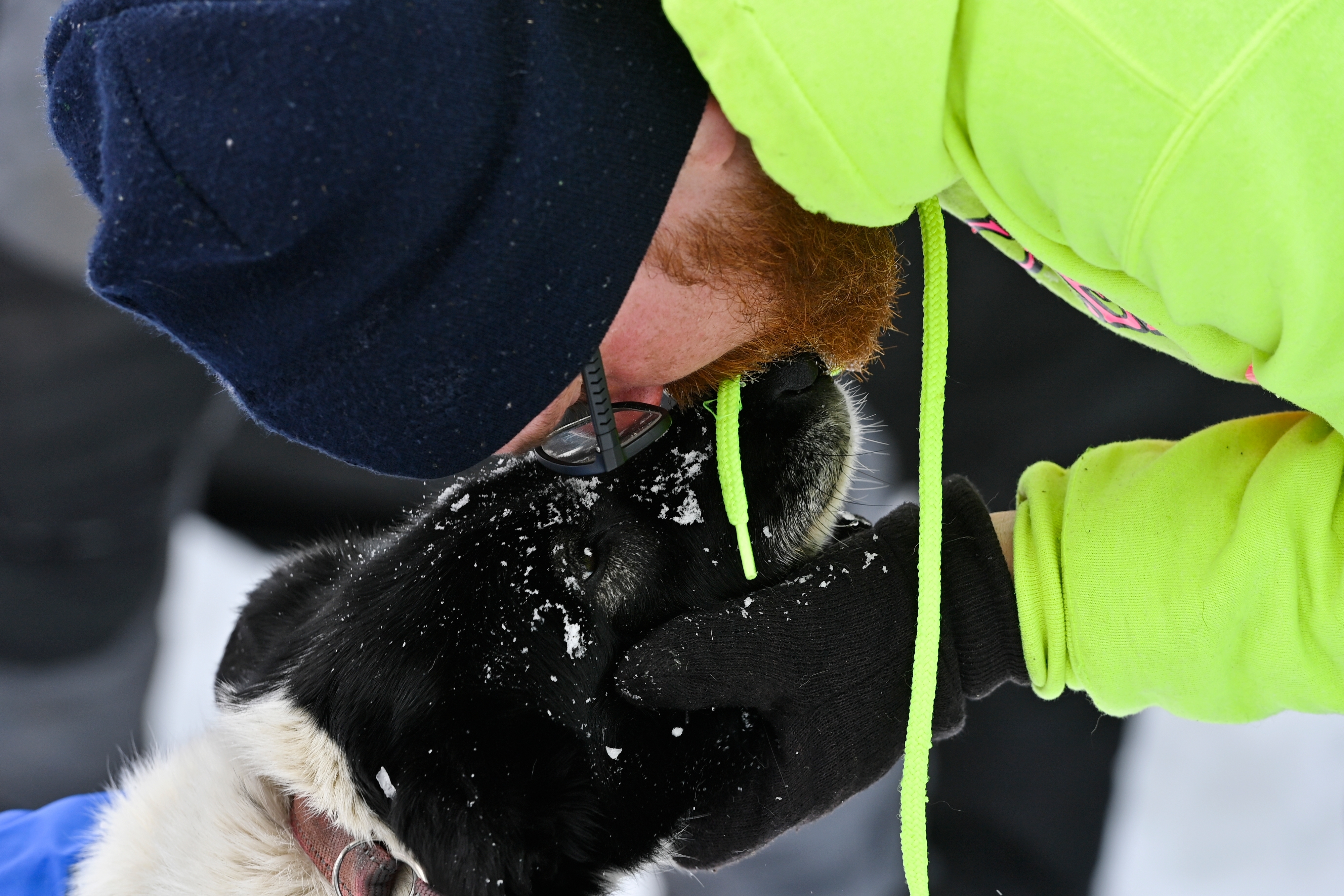 阿拉斯加雪橇犬赛级犬,阿拉斯加狗拉雪橇赛
