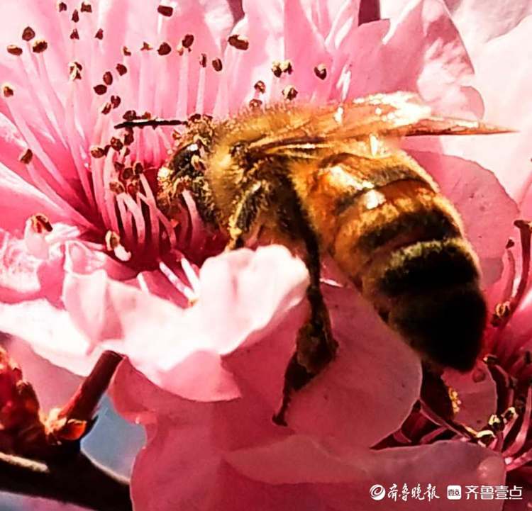 情报站｜临沂美人梅肆意开放，蜜蜂花间飞舞采蜜忙