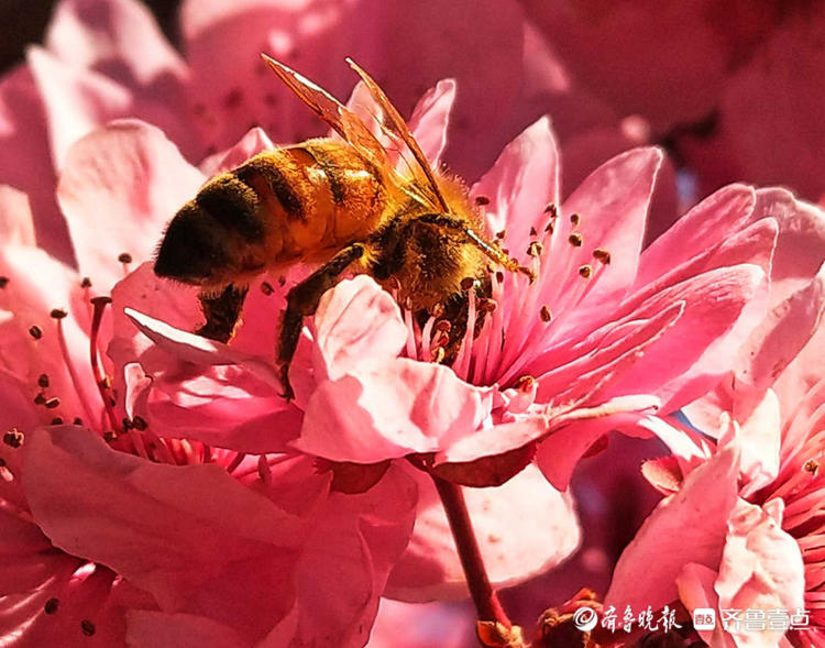 情报站｜临沂美人梅肆意开放，蜜蜂花间飞舞采蜜忙