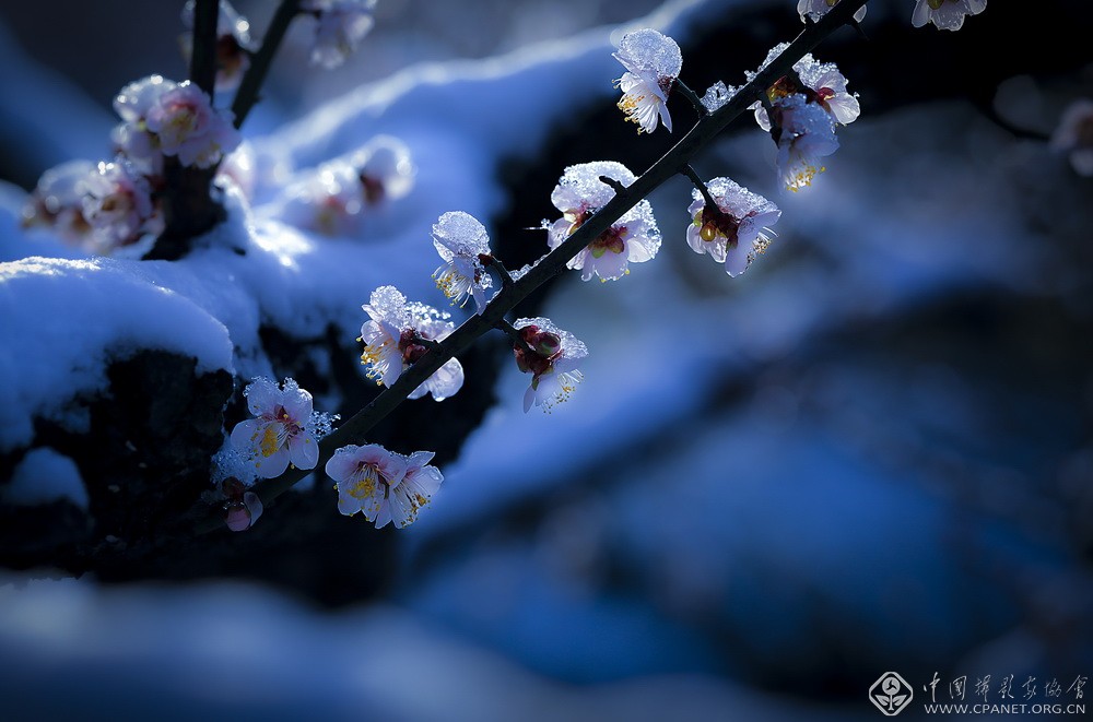 会员佳作｜吉龙生：“美丽中国、绿色江苏”梅花风韵系列作品