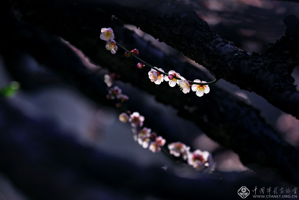 会员佳作｜吉龙生：“美丽中国、绿色江苏”梅花风韵系列作品