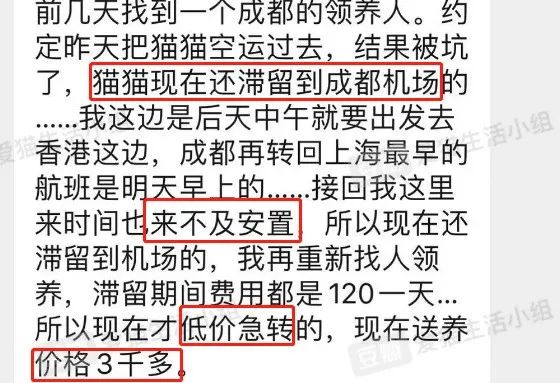 *子骗**又出新套路，可爱小猫沦为「骗钱工具人」