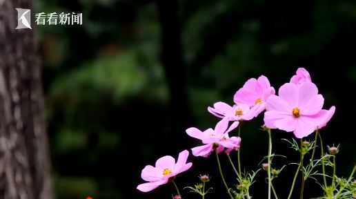 女子婚前性情大变，见人就说找了个帅气老公，竟是“桃花癫”惹祸
