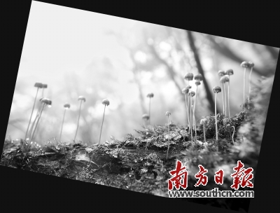 南岭有几个博物馆,南岭古城文化博物馆