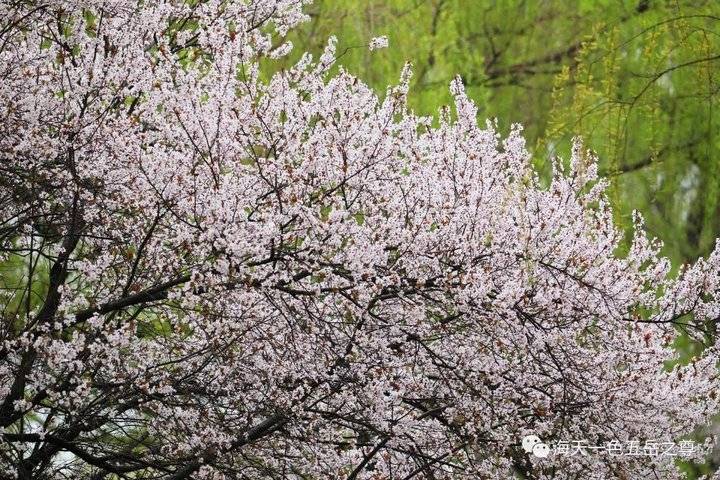 清明时节万物清新,清明万物新