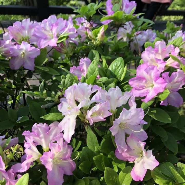 杭州绿道路线图,杭州青山湖绿道