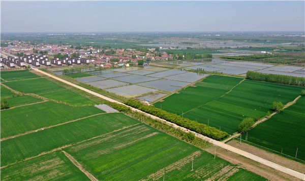江苏实施乡村振兴战略,沭阳生态经济激活乡村振兴新动能