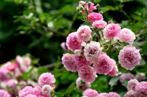 榆林成“花花世界”可这是都什么花？春天最难的课来了