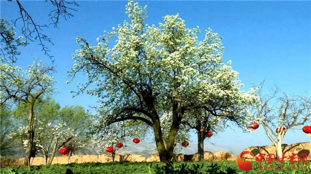 2023临洮紫斑牡丹节开幕预告,临洮县紫斑牡丹