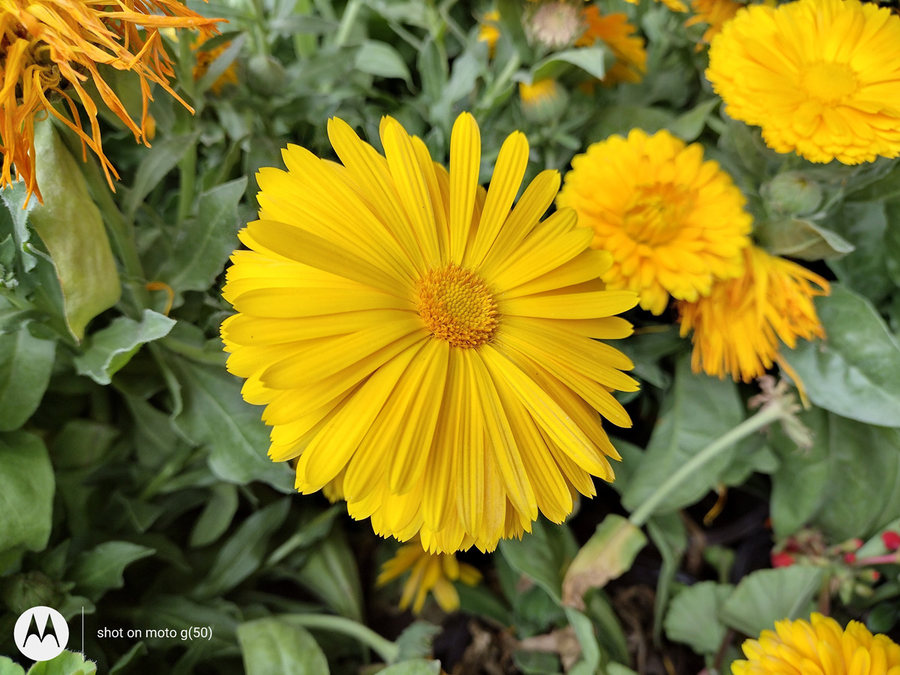 motorolag54值得入手吗,motorolag50价格