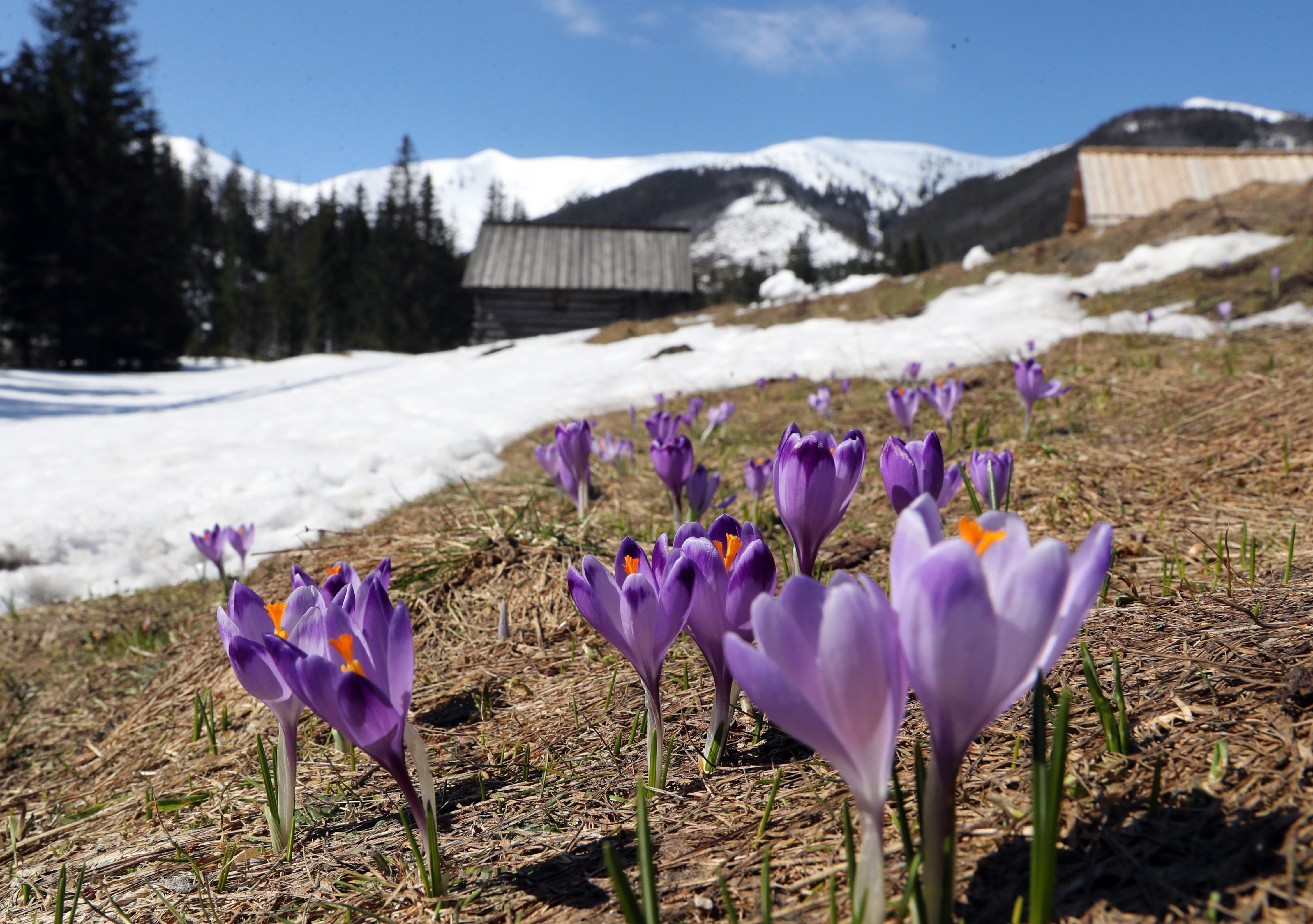 番红花开花后怎么处理,番红花开花期