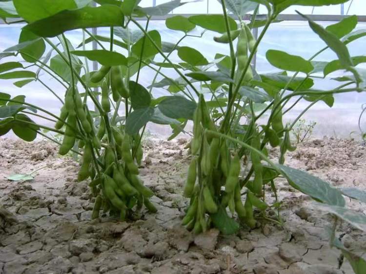 毛豆为啥便宜了,毛豆为啥不是糯的