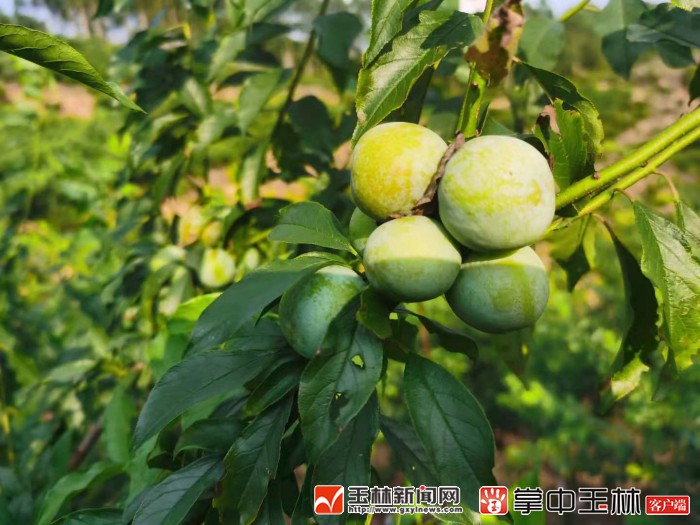 看！荒山野岭的聪明农业