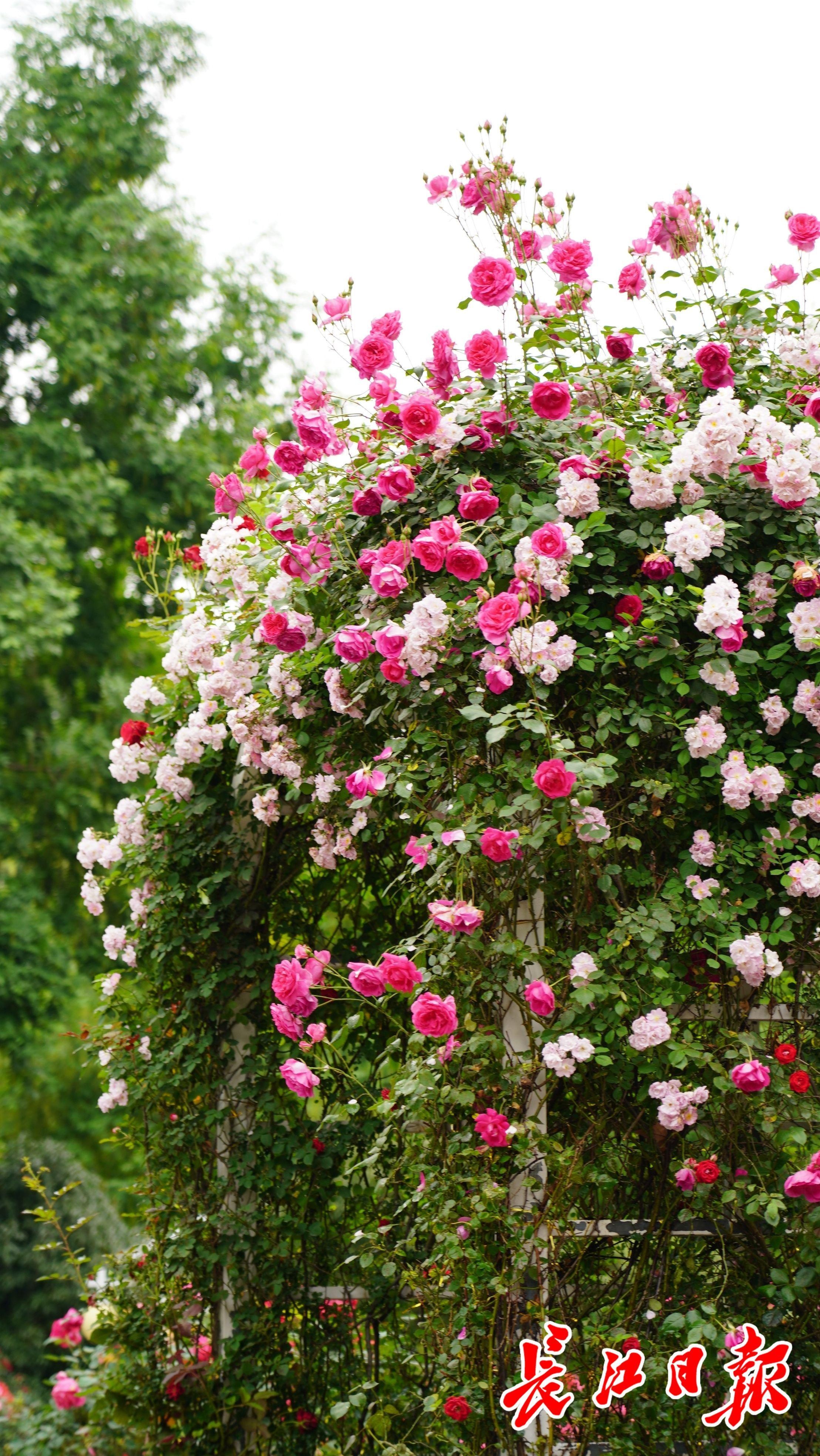 武汉月季公园,武汉哪个公园月季花好看