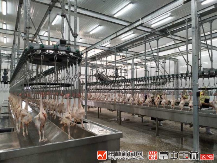 冰鲜鸡的市场形势如何,冰鲜鸡生产日期