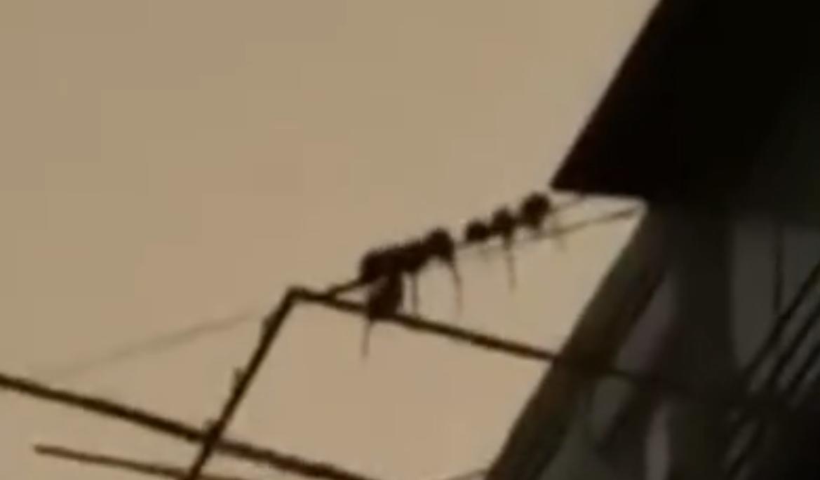 老人捡垃圾堆满房间引上百只老鼠,老人捡垃圾堆满屋引老鼠