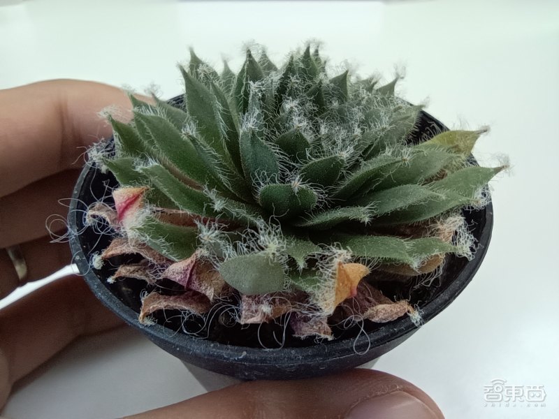 redminote10pro有4k60帧摄影吗,redminote10pro新机还值得买吗