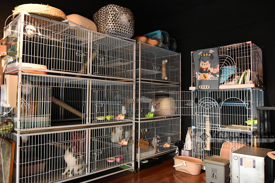 出去旅游宠物留守,外出旅游怎样找宠物托管