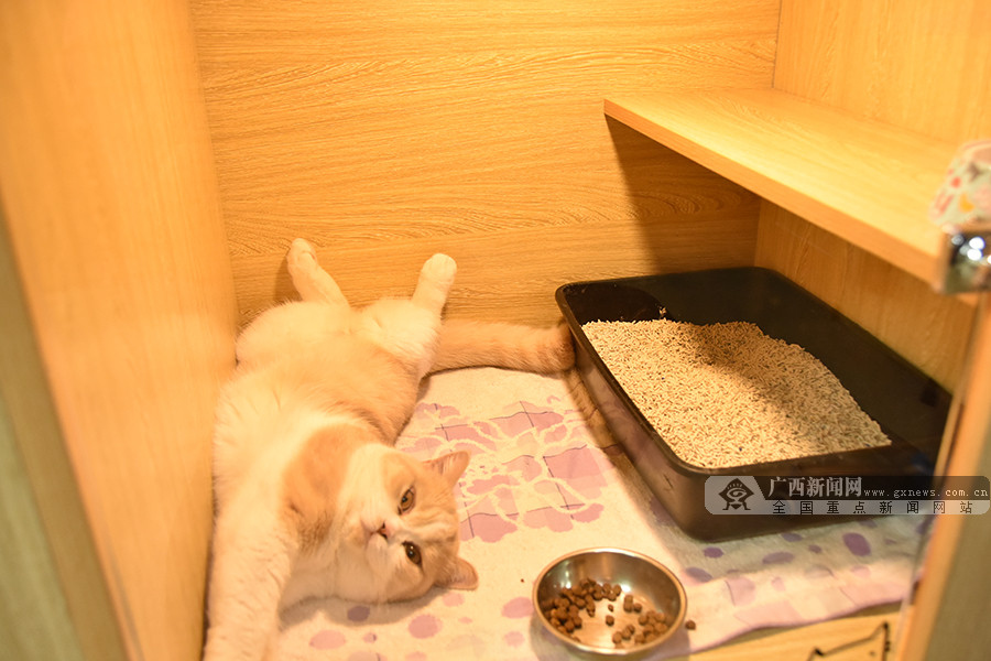 外出宠物在家怎么办,南宁宠物寄养多少一天