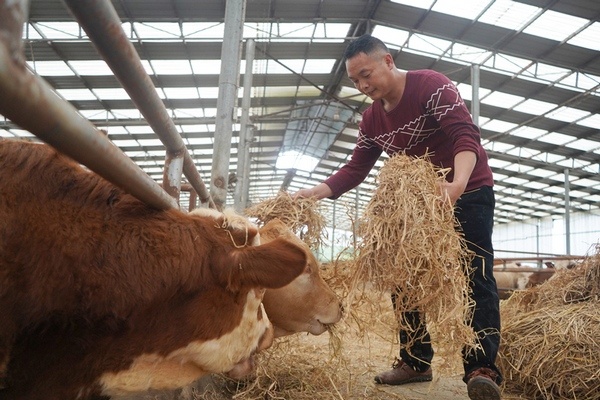 贵州岑巩红缨子映红致富路,岑巩县乡村振兴
