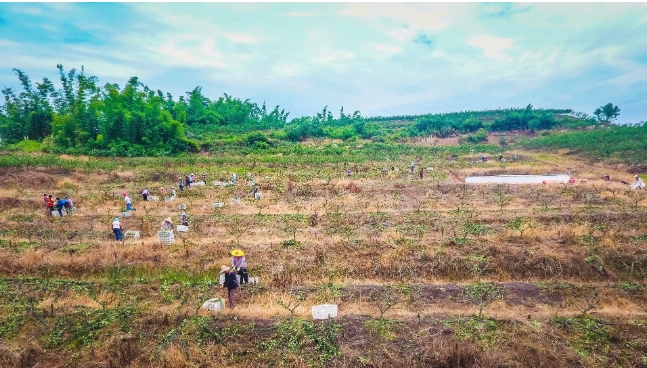 自贡市沿滩区农业振兴,自贡市沿滩区乡村振兴项目