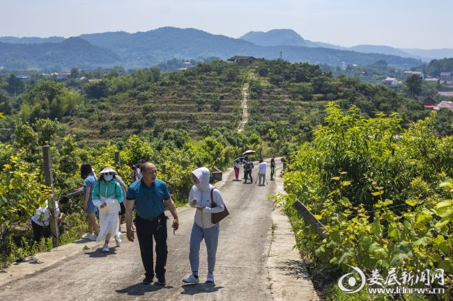 杨梅红了｜娄底摄影“大咖”用镜头聚焦新化杨梅