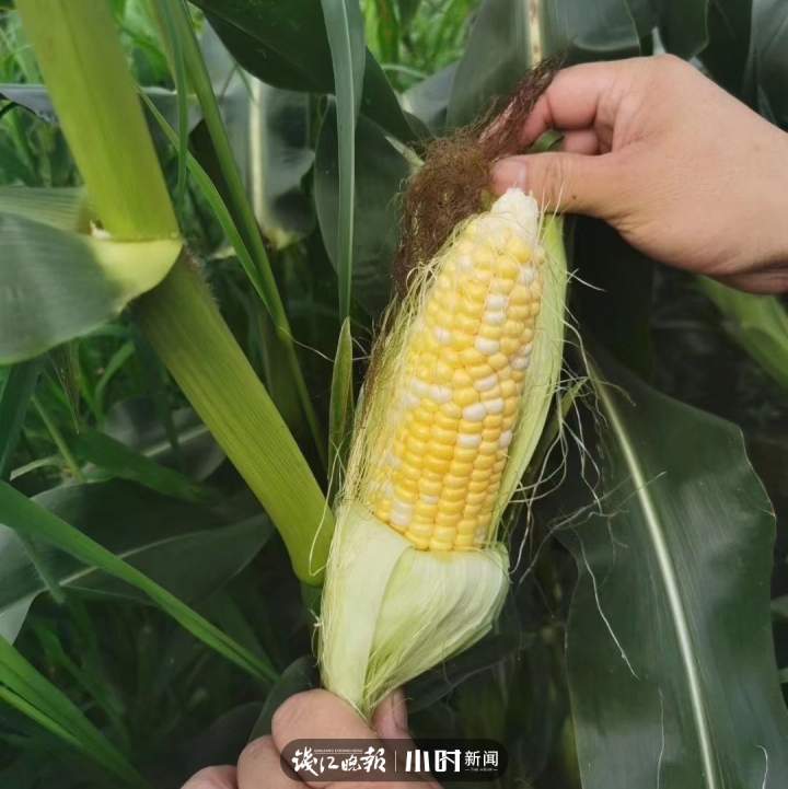 从30年前艮山门摆摊的生姜哥到如今营收好几个亿,杭州“菜王”卢克刚的奋斗史