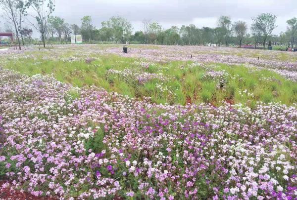 五一游花博会攻略,花展怎么玩