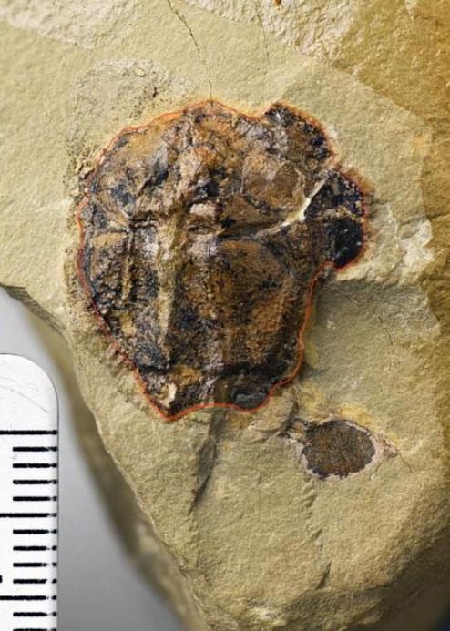 庆祝建党100周年大型文艺活动,四川庆祝建党一百周年文艺演出