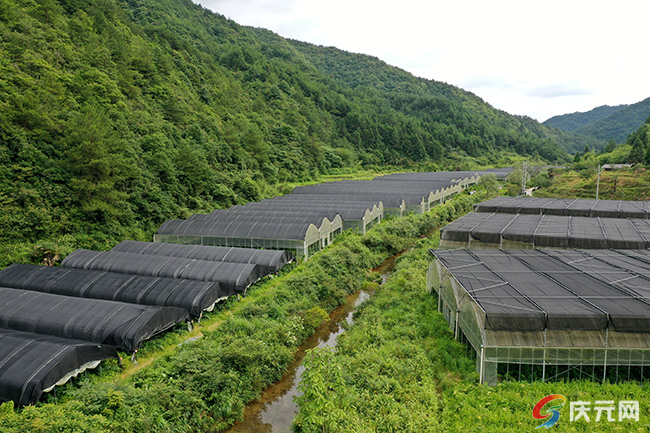 亿康生物科技,丽水野生黄精