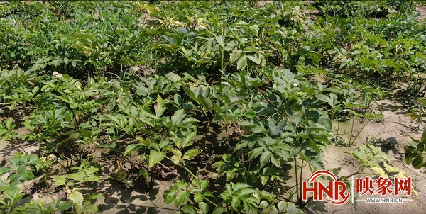 白芷种植致富项目,河南淮滨种植白术增收添动力