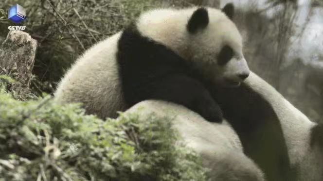 用5分钟“泡面番”叙事领略世界遗产风光这部纪录片带你看“国宝”