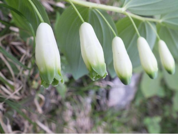 黄精原植物形态,与黄精相似的植物