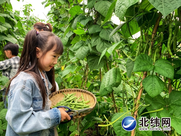 探索自然课程活动方案设计,探索培训方式