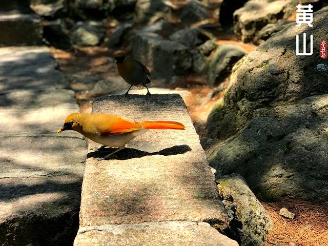 徽州的春天全集,黄山的春天风景