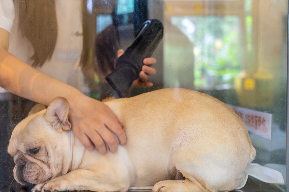 成都现24小时自动洗宠店,爱宠及宠24小时自助洗宠优惠