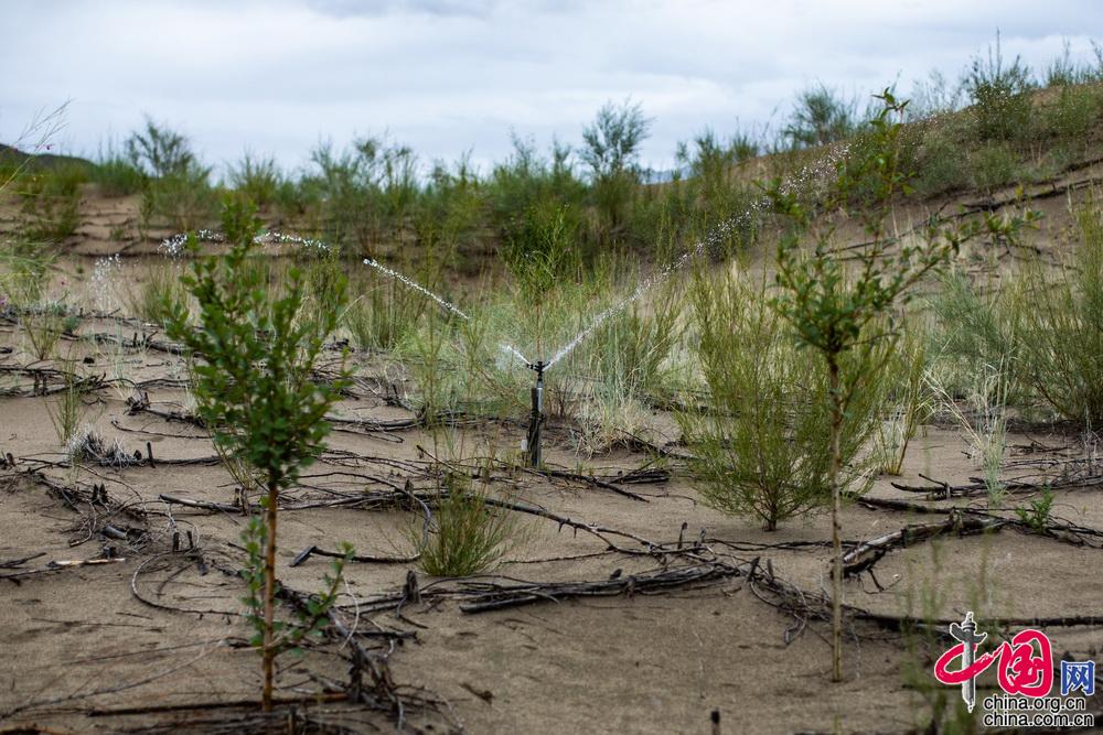 山南市沙化情况,山南市教育城东侧防沙治沙项目