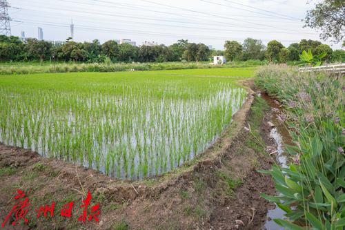 广州海珠区农田园,广州大都市农业园