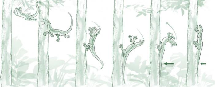 对壁虎“着陆”过程的新认识可能导致更灵活的机器人的出现