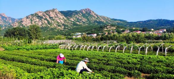 青岛崂山区旅游攻略免费游海岸线,青岛旅游攻略崂山区