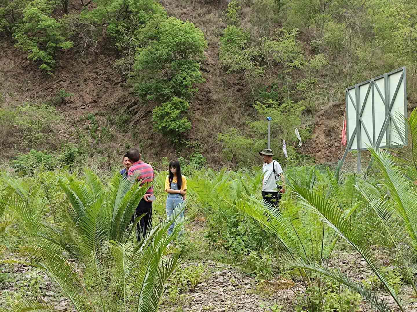 COP15遇见楚雄丨我州加强苏铁资源保护