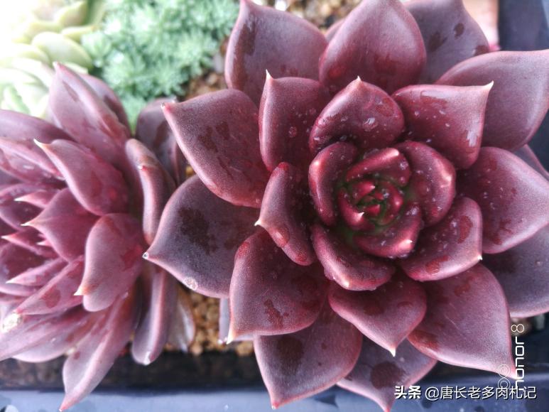 多肉黑王子哪个品种好,多肉黑王子该怎么养呢