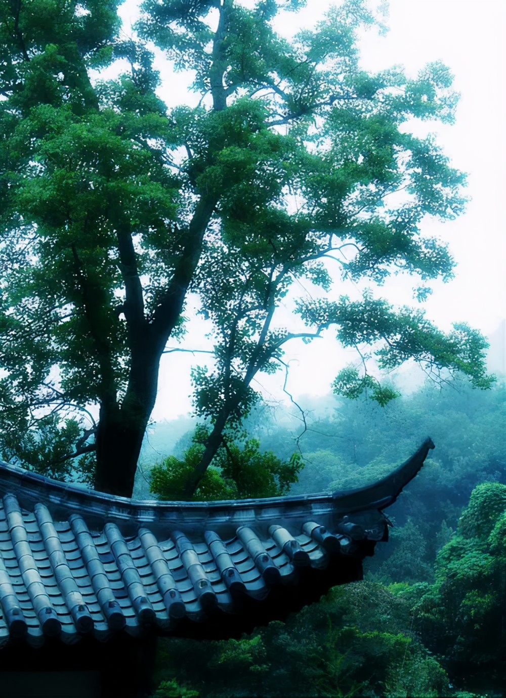 长河帆影|半卷风云翻过后晨钟依旧响尘寰(庚子诗稿十八)